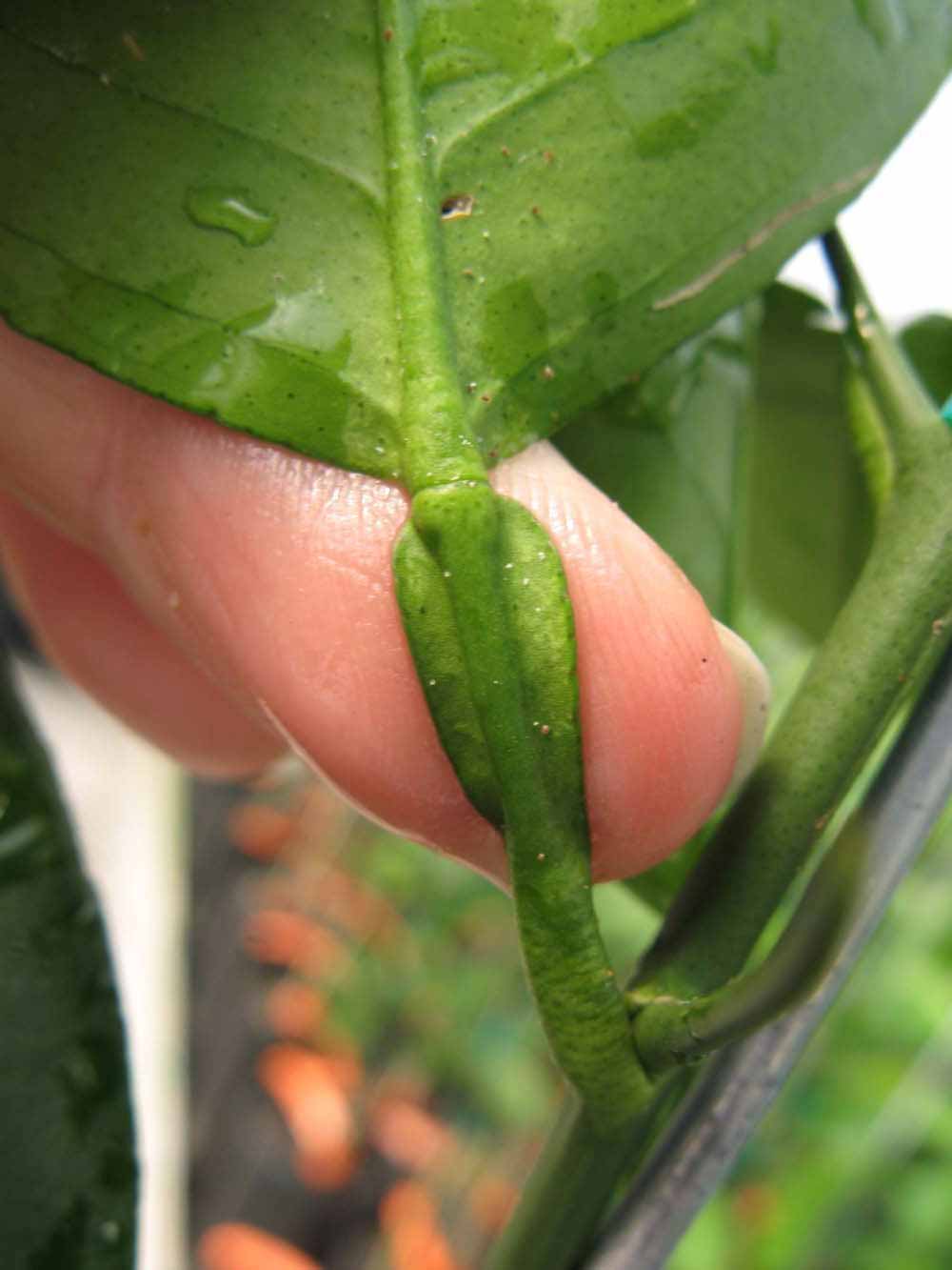              Petiole (Phillip Rucks Citrus Nursery, Frostproof, FL)       